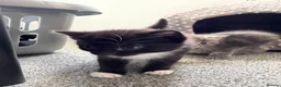 British Shorthair cats for sale: 2 beautiful kittens - Advert 11