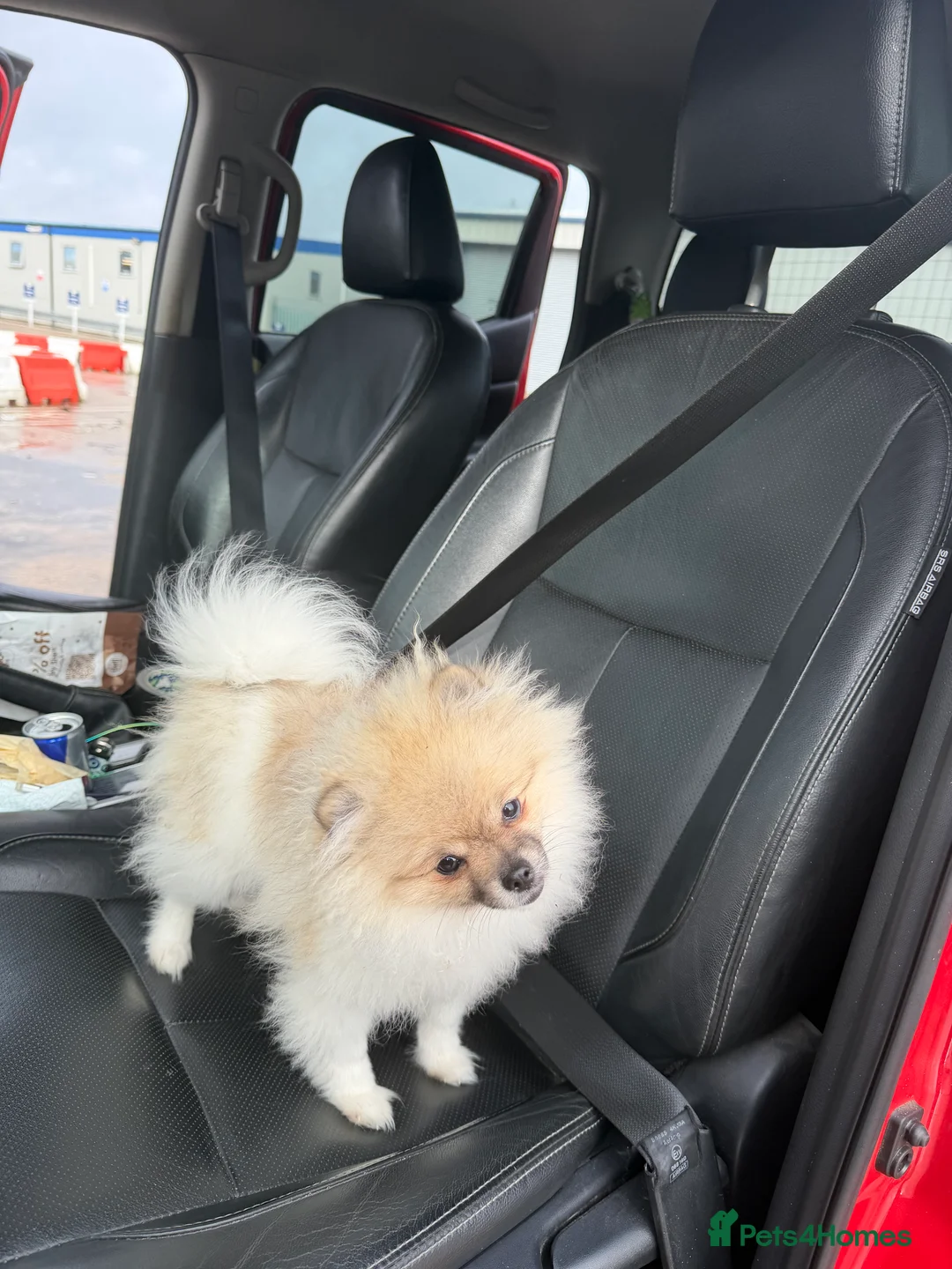 Pomeranian dogs for sale: Pomeranian  - Advert 2