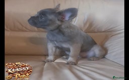 French Bulldog dogs for sale: KLASSY BULLZ KENNELS - KLASSY PUPZ ✨️ in Beckenham - Image 7