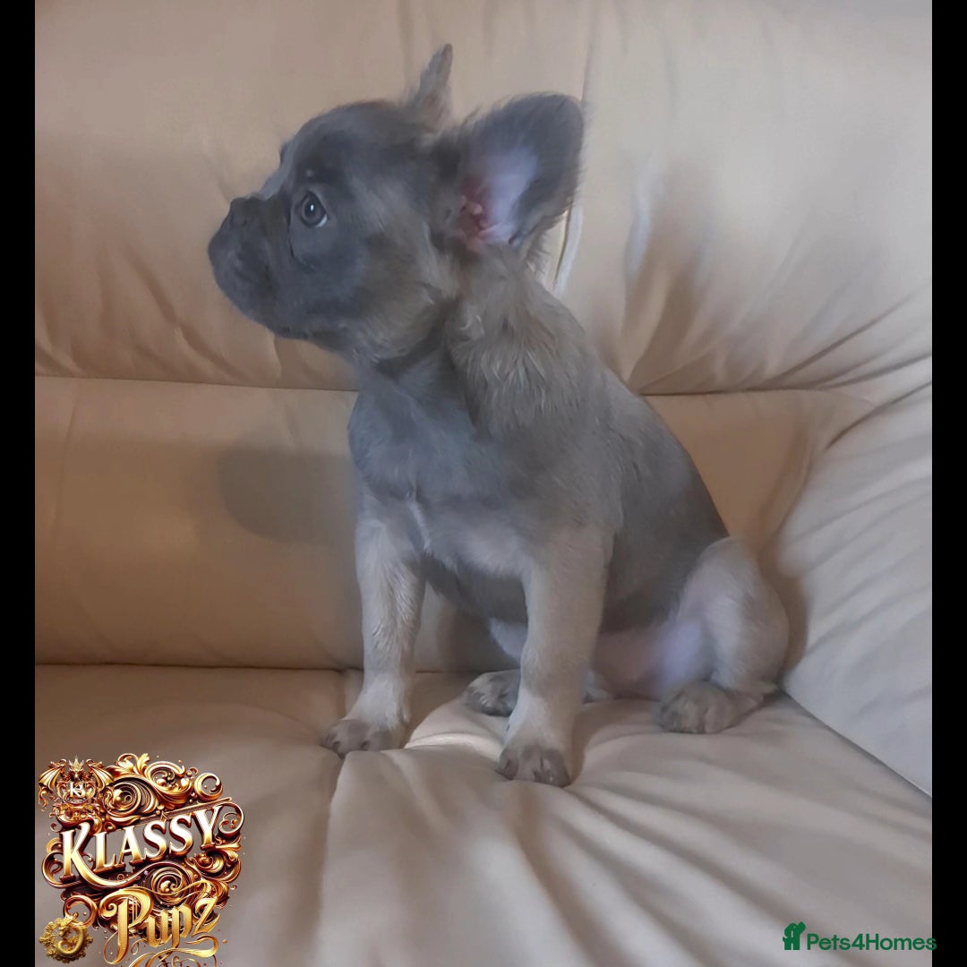 French Bulldog dogs for sale: KLASSY BULLZ KENNELS - KLASSY PUPZ ✨️ in Beckenham - Image 7