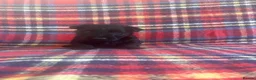 Scottish Terrier dogs for sale: Beautiful Scottie’s  - Advert 6