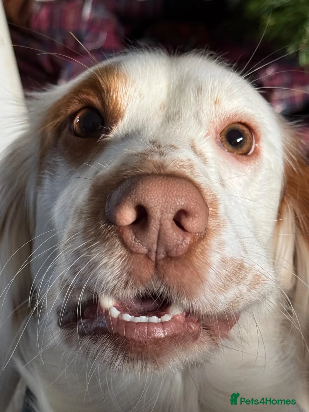 Cocker Spaniel dogs for sale: Otto the Cocker Spaniel  - Advert 8