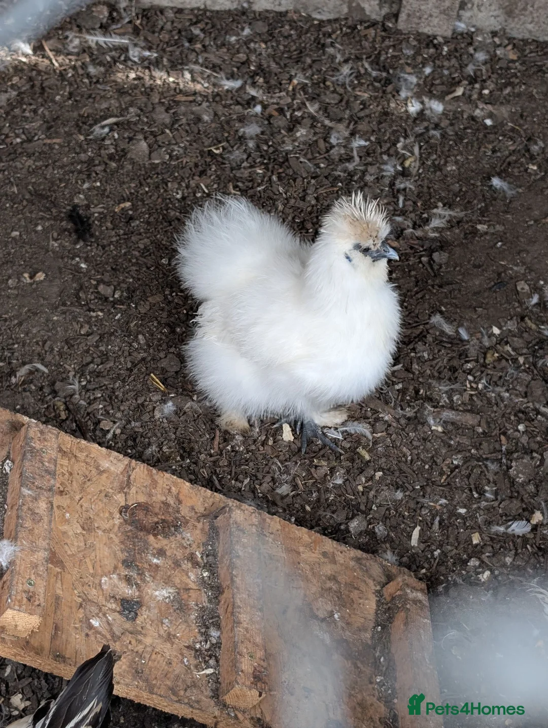 Chickens poultry for sale: White Silkies pullets - Advert 2