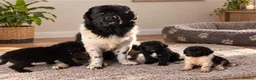 Newfoundland dogs for sale: Newfoundland puppies - Advert 2