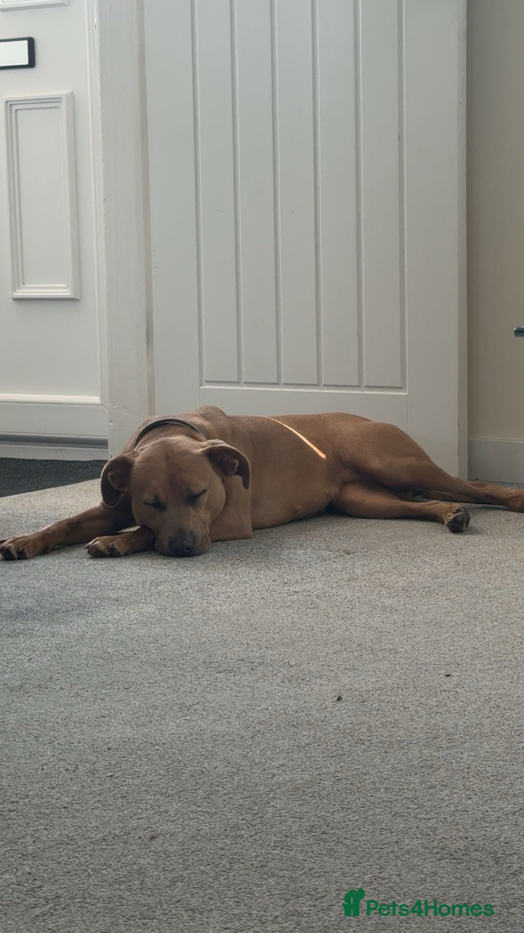 Mixed Breed dogs for sale: Mixed breed female dog - Advert 2