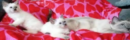 Ragdoll cats for sale: Ragdoll x British shorthair kittens - Advert 4