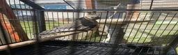 Cockatiels birds for sale: Cockatiels x5 12 weeks old.  - Advert 6