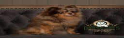 Pomeranian dogs for stud: Donnajay STUD kc Choco/Tan stud multi health tests in Stafford - Advert 1