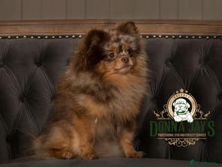 Pomeranian dogs Donnajay STUD kc Choco/Tan stud multi health tests in Stafford - Advert 4