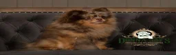 Pomeranian dogs for stud: Donnajay STUD kc Choco/Tan stud multi health tests in Stafford - Advert 1