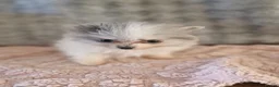Pomeranian dogs for sale: Super Unique & Rare Pomeranian Girls 🩷🐾✨ - Advert 4