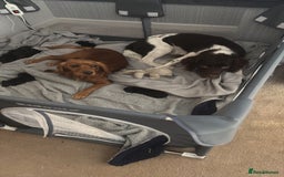 Sprocker dogs for sale: Sprocker Spaniels  - Image 6