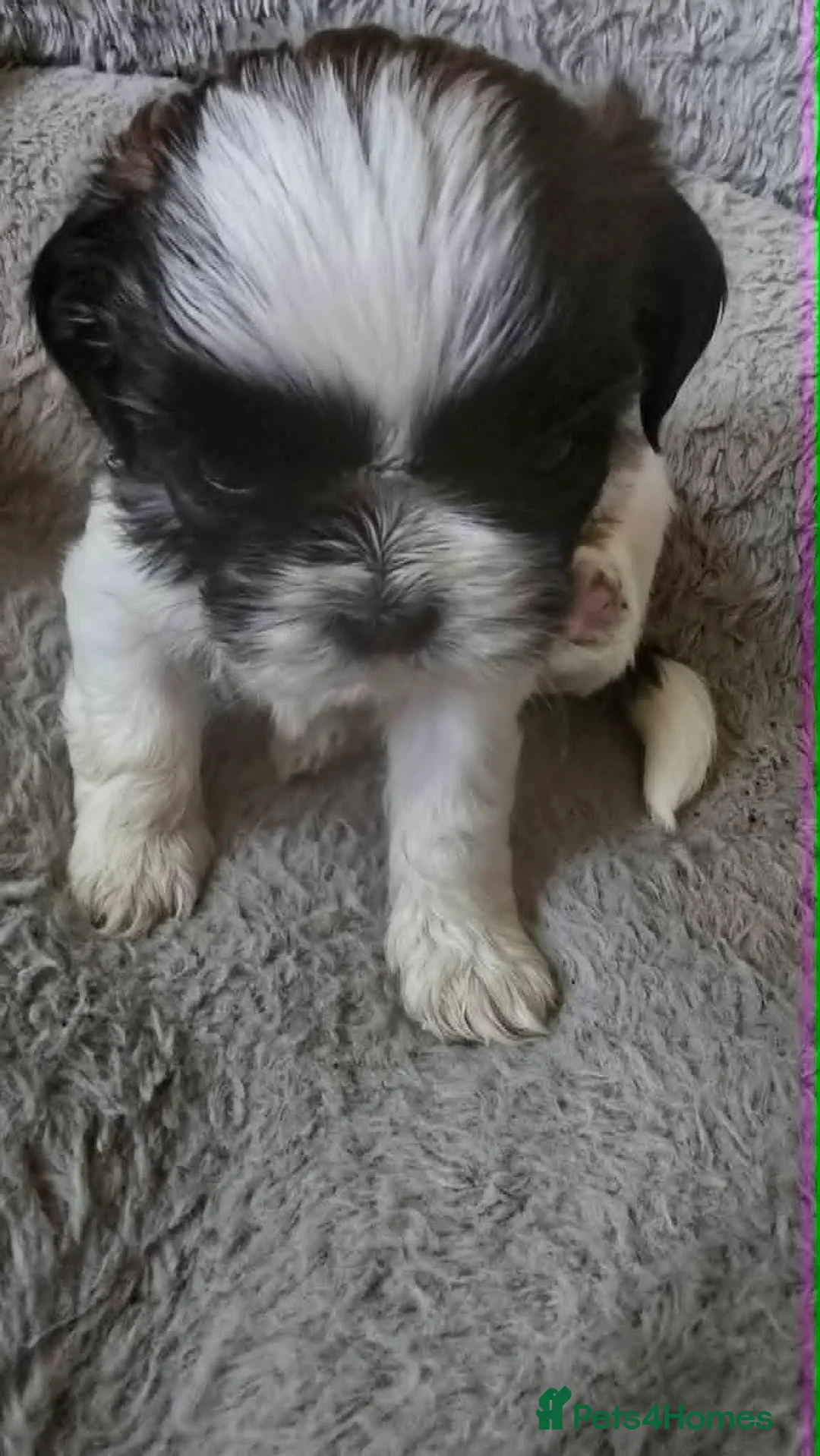 Shih Tzu dogs for sale: LOVELY  SHIH TZU PUPPIES - Advert 9