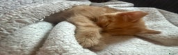 Maine Coon cats for sale: Ginger kittens - Advert 6