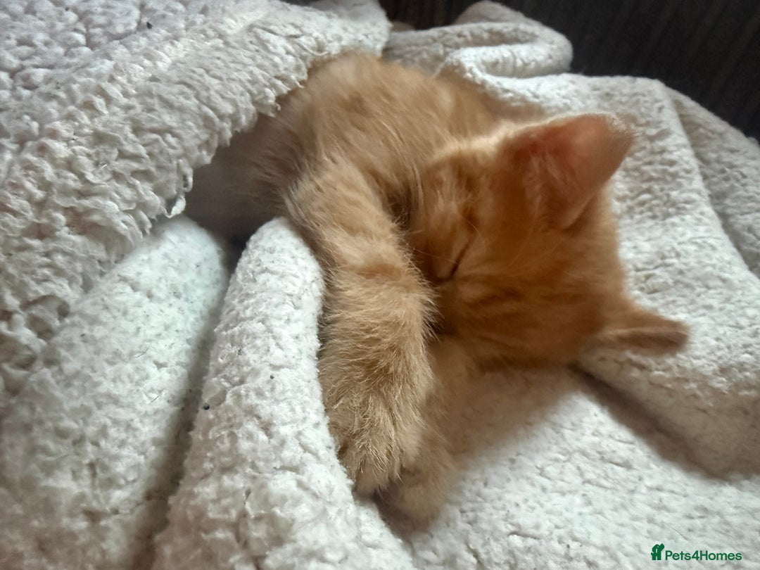 Maine Coon cats for sale: Ginger kittens - Advert 6
