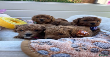 Toy Poodle dogs - Advert 6