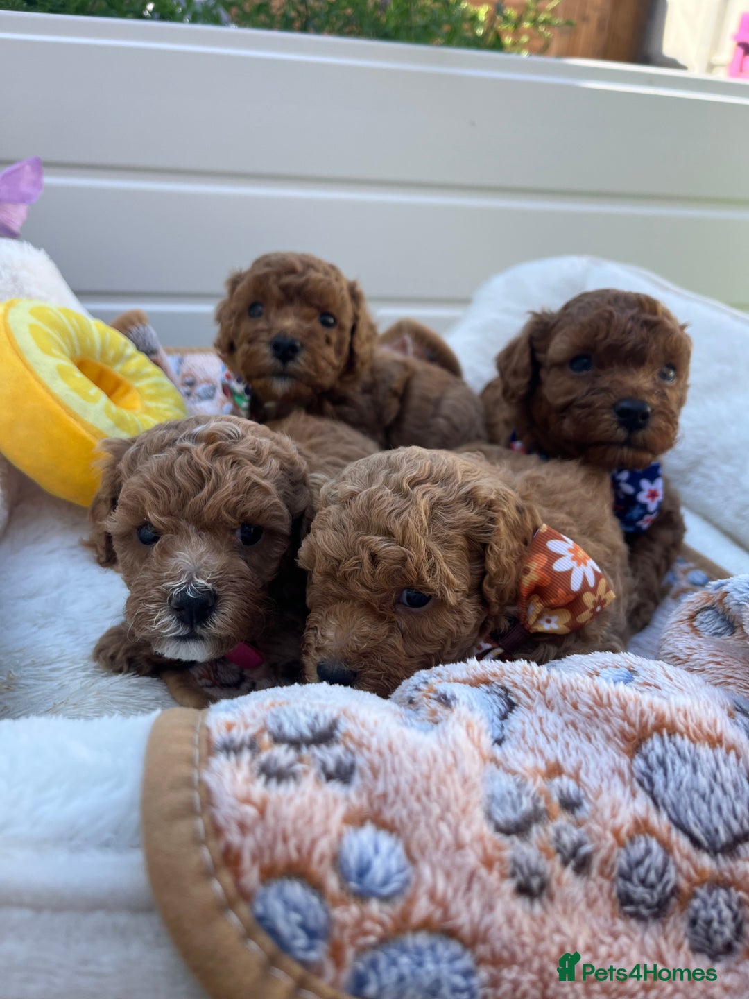 Toy Poodle dogs for sale: Adorable Toy Poodle Pups Looking for Forever Homes - Image 8