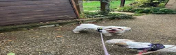 Lhasa Apso dogs for stud: Piglet  in Tring - Advert 4