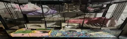 Rat rodents for sale: Cannoli and Roli in Buxton - Advert 5