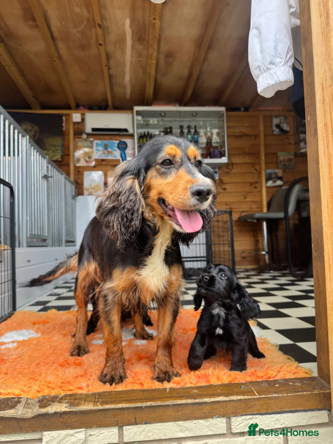 Cocker Spaniel dogs for sale: 2 Stunning black cocker girls (council licensed) - Advert 11