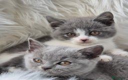 British Shorthair cats for sale: Absolute darling BSH kits GCCF Reg Fantastic type - Image 6