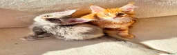 Maine Coon cats for sale: Pure breed XXL Maine Coon kittens  - Advert 18