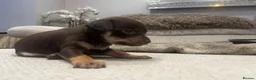Russian Toy Terrier dogs for sale: RUSSIAN TOY TERRIERS  - Advert 5