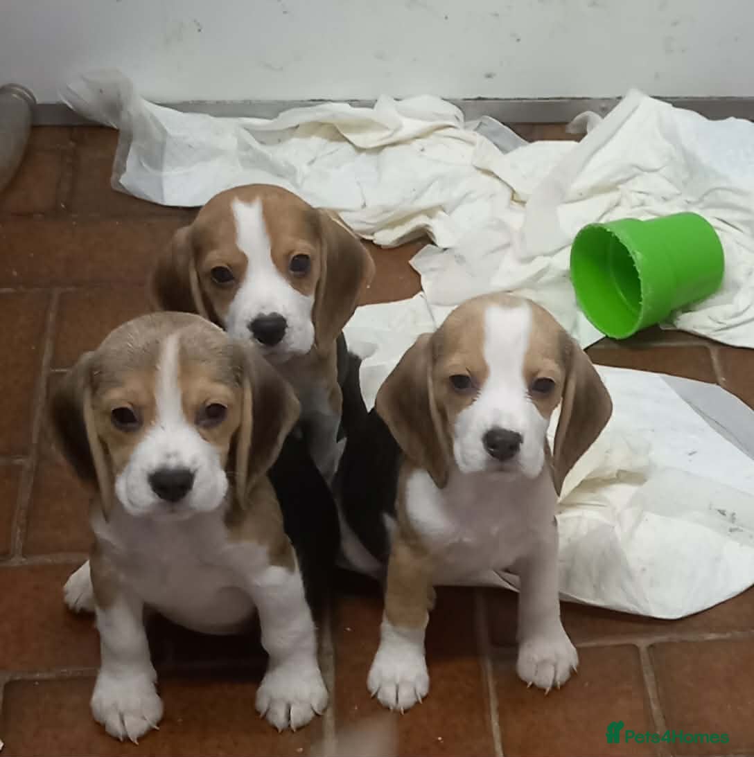 Beagle dogs KC Registered Beagle Puppies  - Advert 2