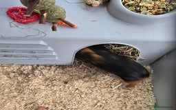 Guinea Pig rodents for sale: 2 x girl gunipgs - Advert 4