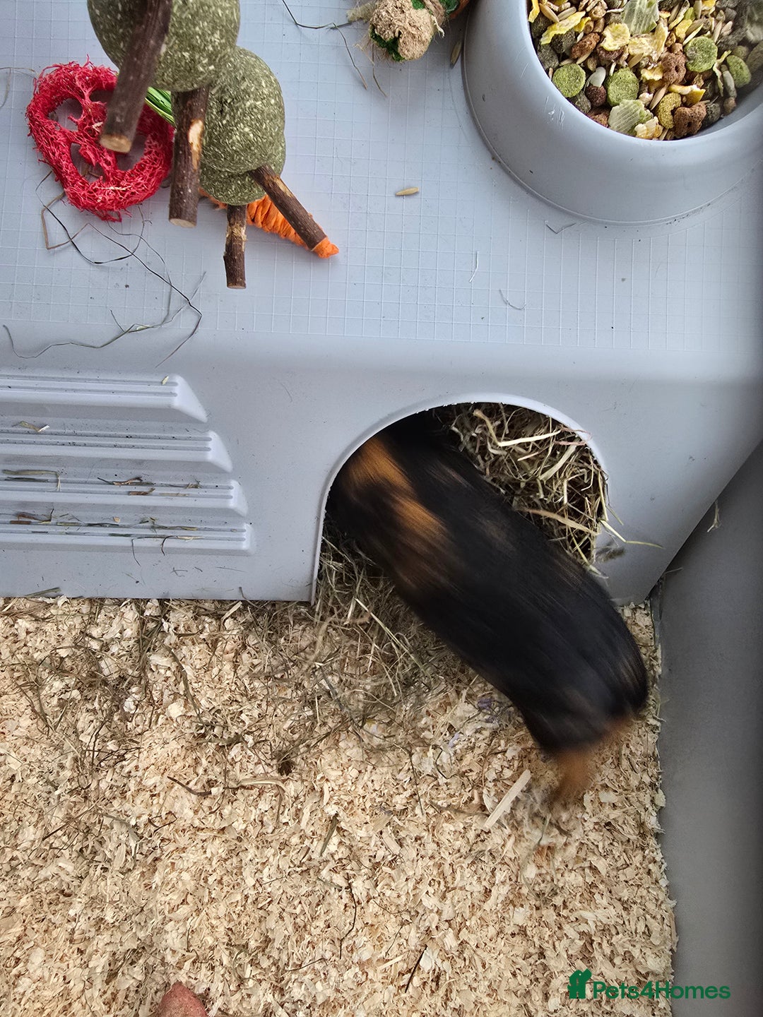 Guinea Pig rodents for sale: 2 x girl gunipgs - Advert 4