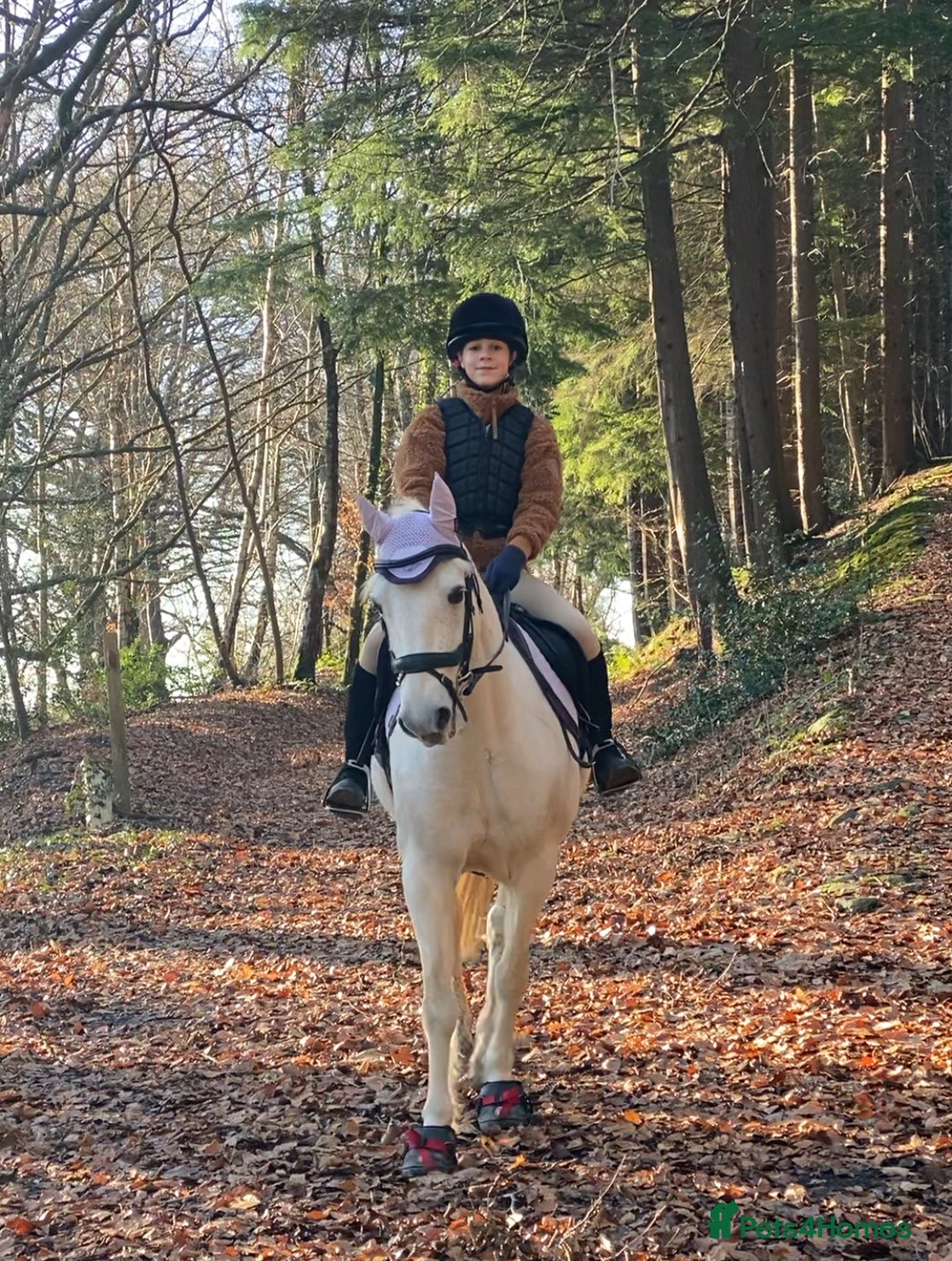 Connemara horses for sale: Beautiful Connie X Mare  - Advert 1