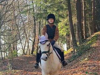 Connemara horses Beautiful Connie X Mare - Advert 1