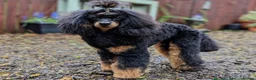 Cockapoo dogs for sale: Gorgeous American toy cockapoos  - Advert 18