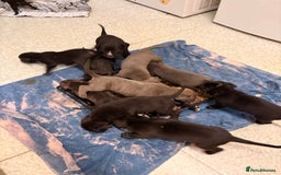 Cane Corso dogs for sale: Cane Corso puppies - Image 4
