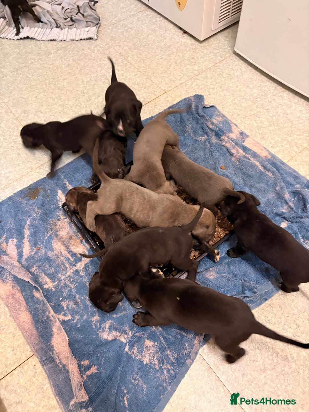 Cane Corso dogs for sale: Cane Corso puppies - Image 4