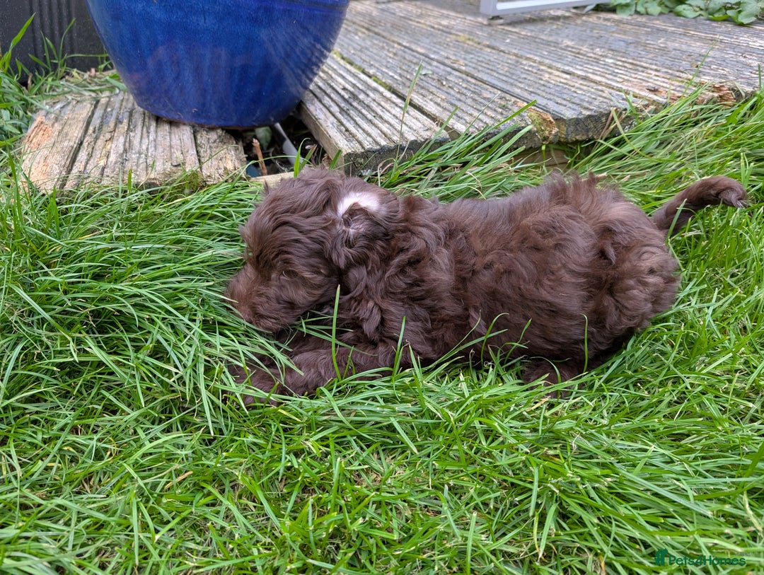 Labradoodle dogs for sale: 🐾Stunning Mini Labradoodle F1b Pups DNA Check🐾  - Image 10