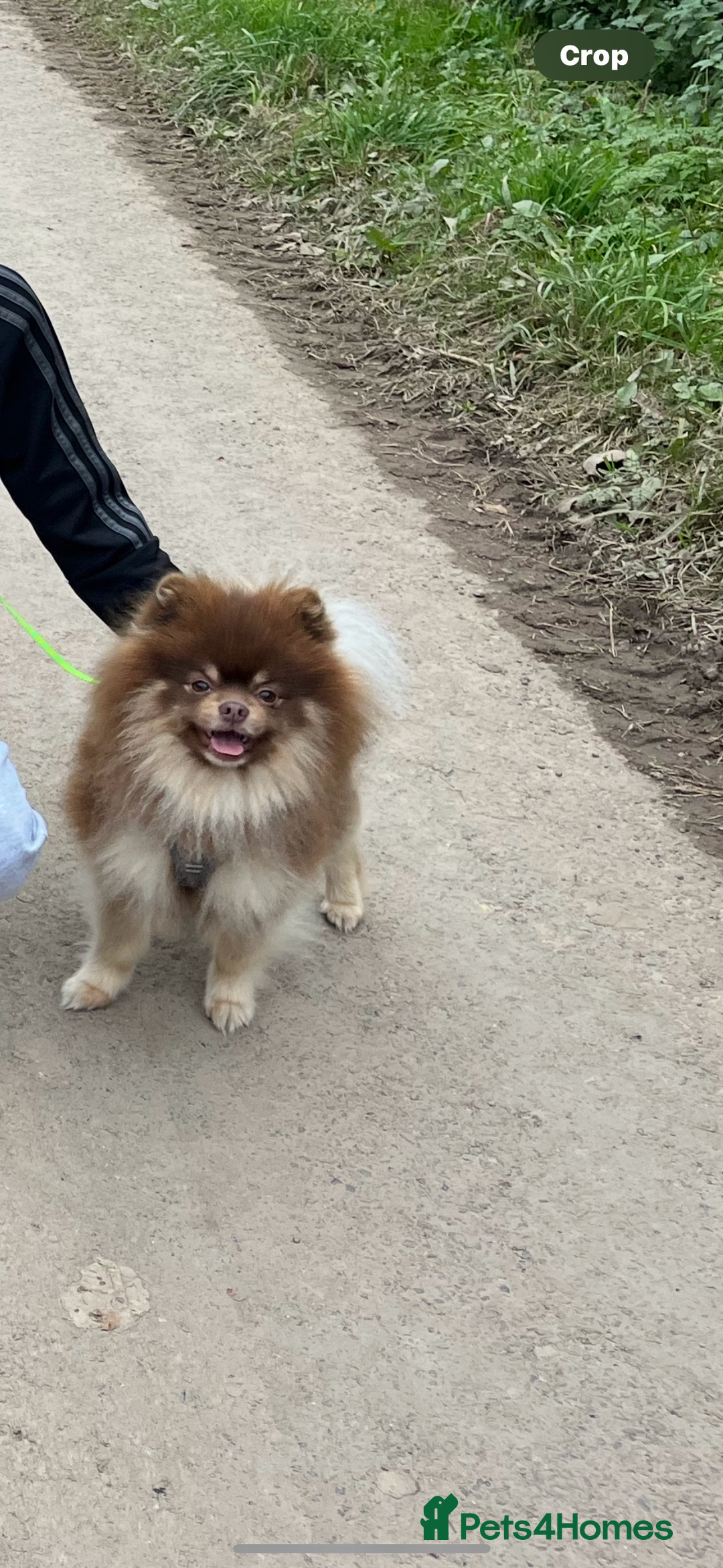 Pomeranian dogs for sale: Lavender/lilac/chocolate/tan pomeranians - Image 14