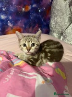 Bengal cats - Advert 4