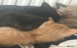 Mixed Breed cats for sale: Kittens for sale  - Image 1