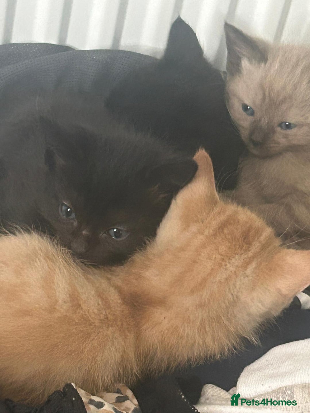 Mixed Breed cats for sale: Kittens for sale  - Image 1