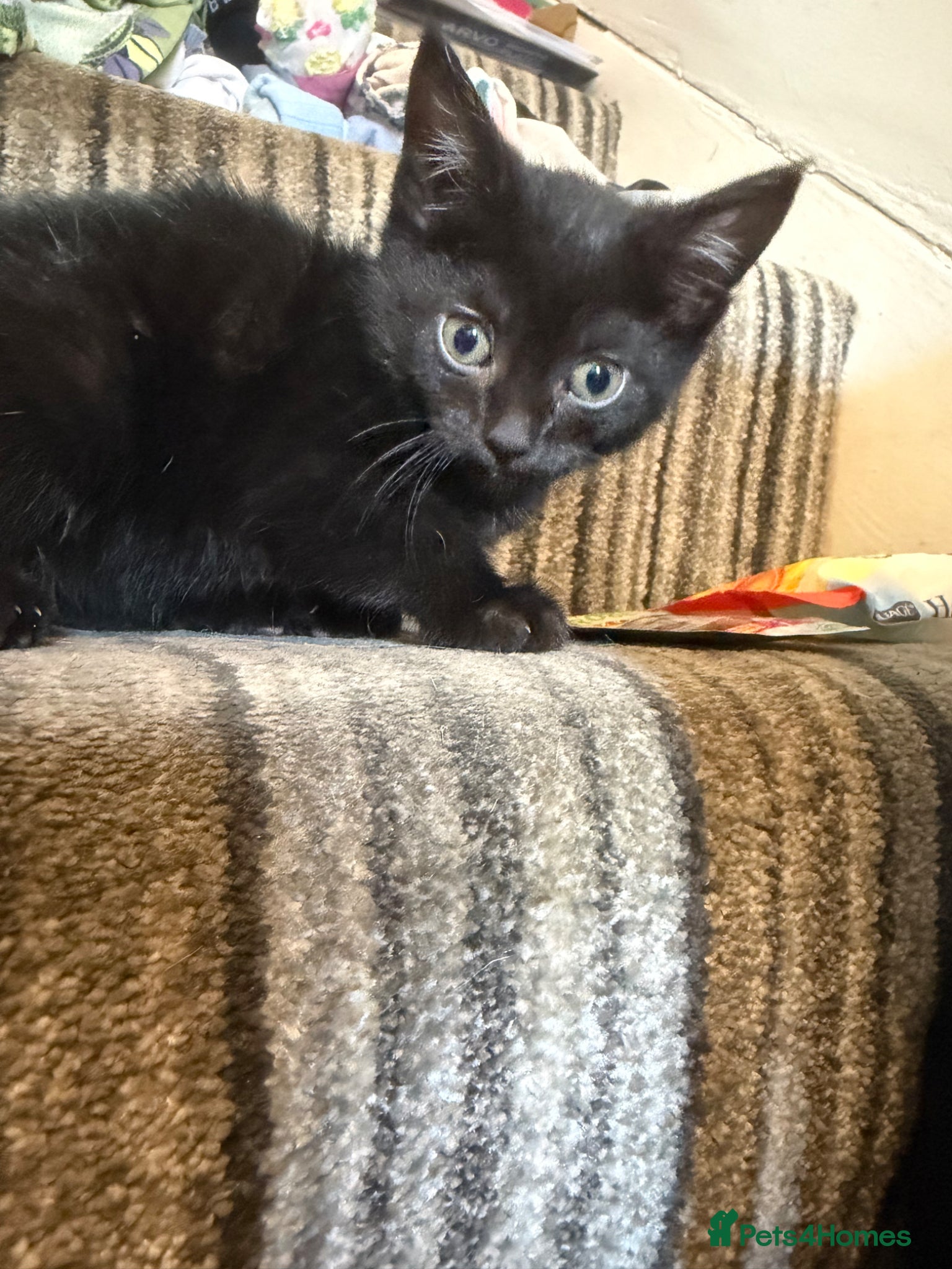 Mixed Breed cats 2 black female kittens ready now  - Advert 12