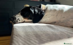 Mixed Breed dogs for sale: Ralph - 4 yr old Springer - Image 3