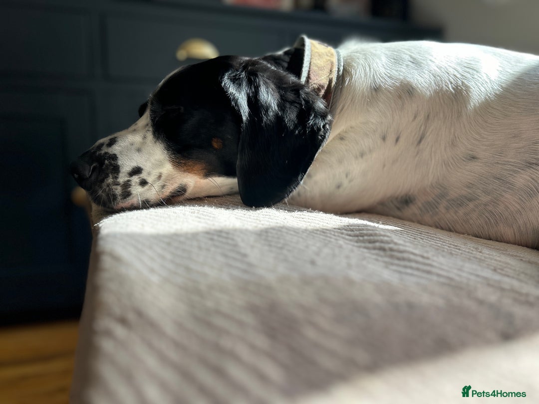 Mixed Breed dogs for sale: Ralph - 4 yr old Springer - Image 3