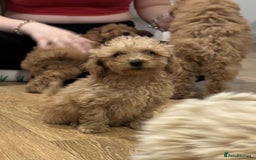 Cavapoo dogs for sale: F1b toy cavapoos  - Image 7