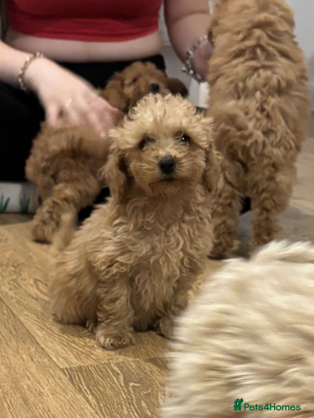 Cavapoo dogs for sale: F1b toy cavapoos  - Image 7