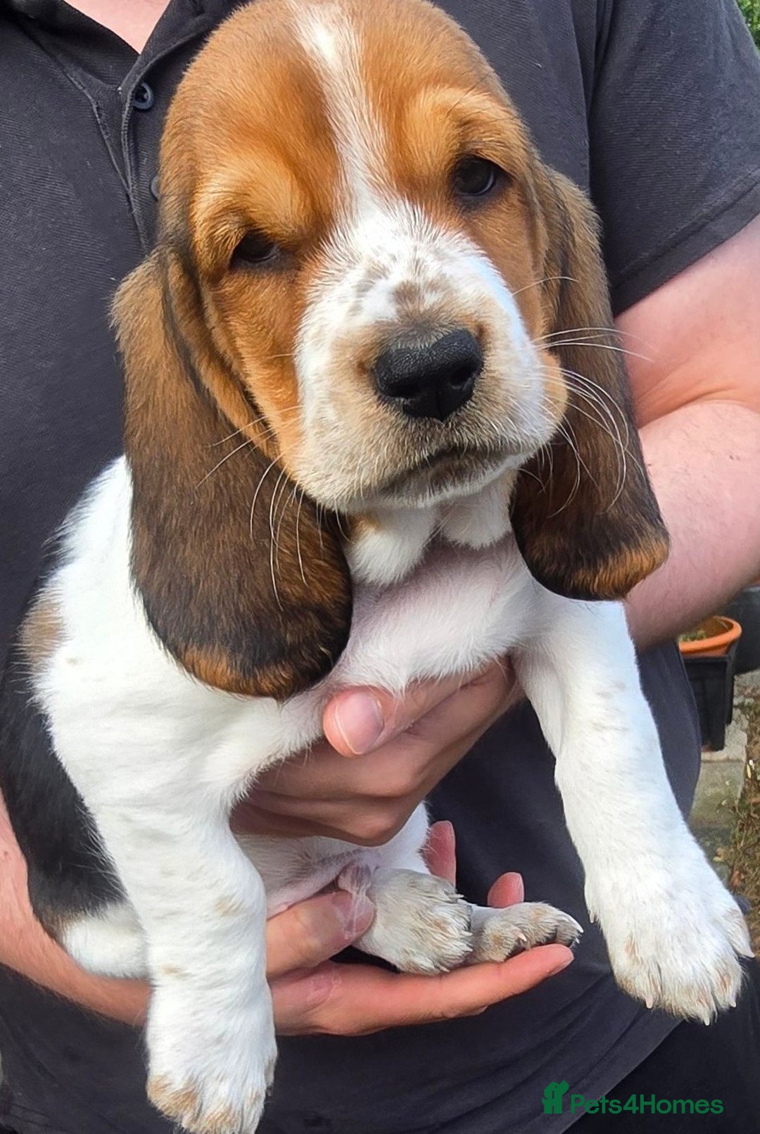 Basset Hound dogs for sale: Beautiful Basset Hound puppies for sale  - Image 9