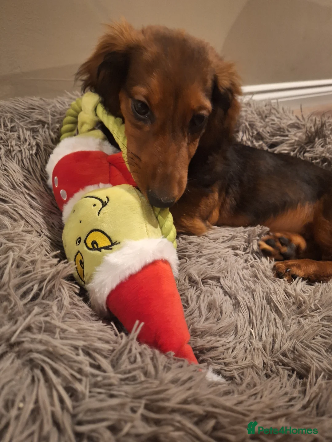 Miniature Dachshund dogs for sale: 6 month miniature long hair dachshund - Advert 14