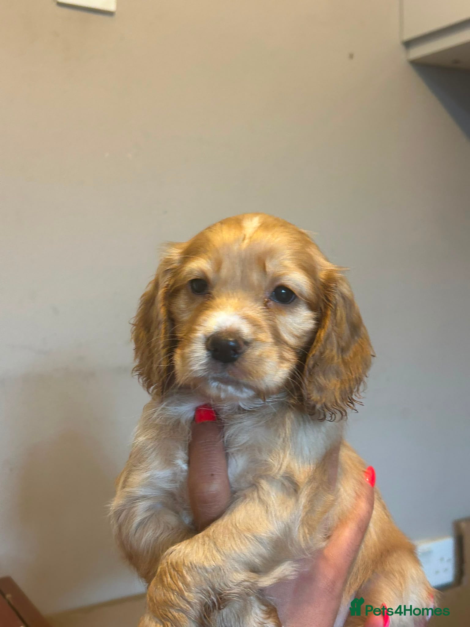 Mixed Breed dogs for sale: Adorable Family Raised Puppies Looking for Homes - Advert 22