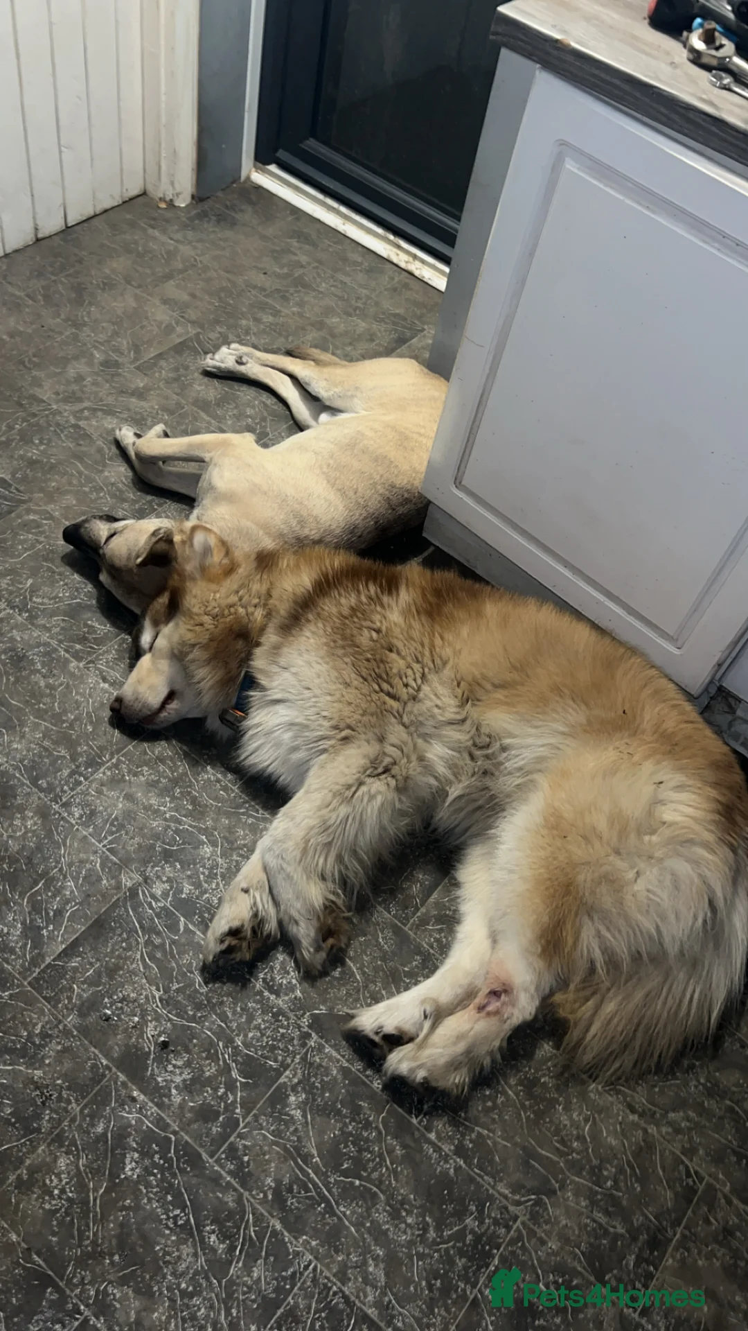 Belgian Shepherd Dog dogs for sale: Husky x Belgian shepherd dog in Huntingdon - Advert 4