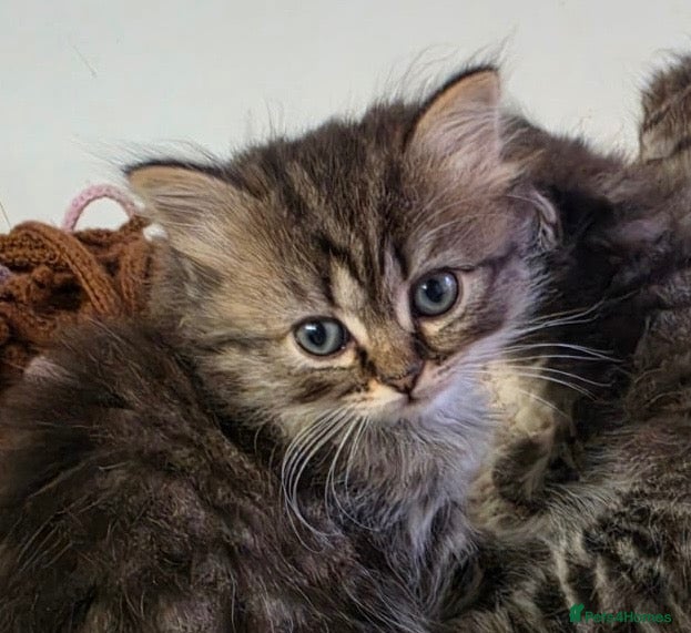 Birman cats Four Birchilla’s available . Birman-chinchilla! - Advert 6